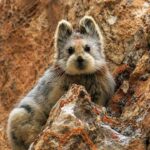 Ili Pika Hewan Imut Super Langka dari Pegunungan China yang Hampir Punah