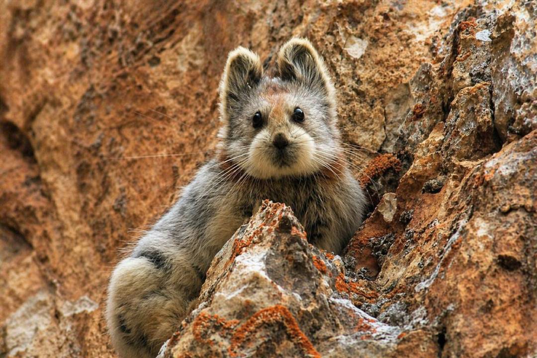 Ili Pika Hewan Imut Super Langka dari Pegunungan China yang Hampir Punah