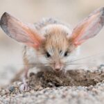 Jarang Diketahui! Long-Eared Jerboa, Hewan Gurun dengan Telinga Super Besar