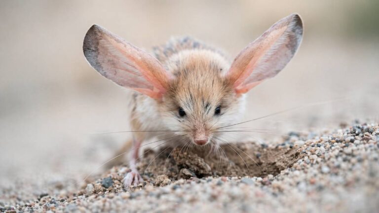 Jarang Diketahui! Long-Eared Jerboa, Hewan Gurun dengan Telinga Super Besar