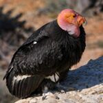 Kondor California, Burung Legendaris yang Selamat dari Ancaman Kepunahan