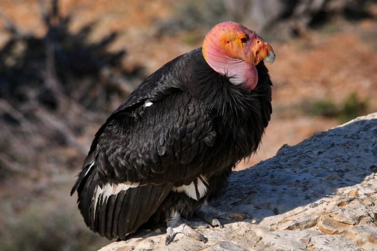 Kondor California, Burung Legendaris yang Selamat dari Ancaman Kepunahan