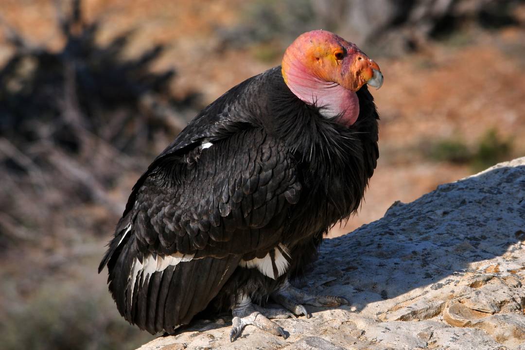 Kondor California, Burung Legendaris yang Selamat dari Ancaman Kepunahan