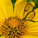 Kupu-Kupu Glasswing Punya Sayap Transparan yang Menakjubkan