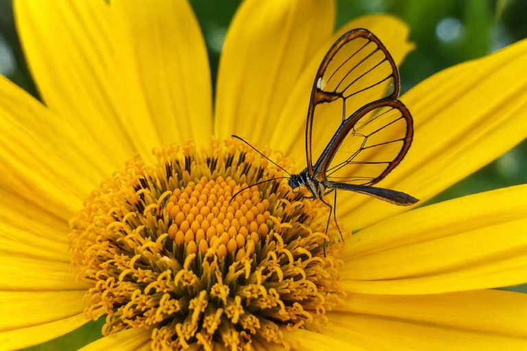 Kupu-Kupu Glasswing Punya Sayap Transparan yang Menakjubkan