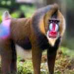 Mandrill Primata Paling Berwarna dengan Wajah Unik dan Misterius