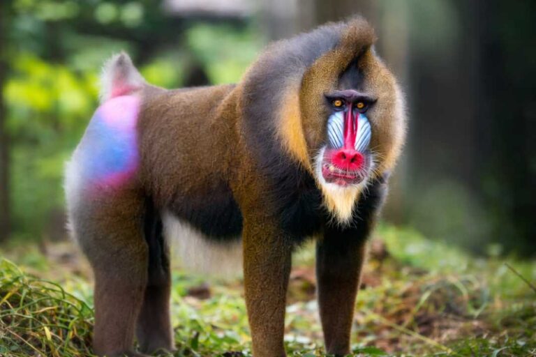 Mandrill Primata Paling Berwarna dengan Wajah Unik dan Misterius