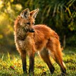 Maned Wolf Serigala Unik Berkaki Panjang yang Lebih Mirip Rusa dari Predator