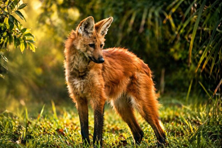 Maned Wolf Serigala Unik Berkaki Panjang yang Lebih Mirip Rusa dari Predator