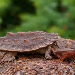 Mata Mata Turtle Viral, Kura-Kura Unik Berwajah Daun Ini Bikin Heboh Peneliti
