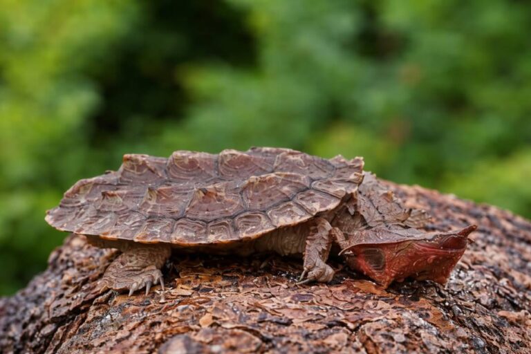 Mata Mata Turtle Viral, Kura-Kura Unik Berwajah Daun Ini Bikin Heboh Peneliti