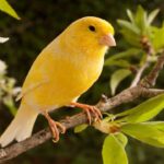 Melindungi Burung Kenari Spesies Langka yang Terancam Kepunahan