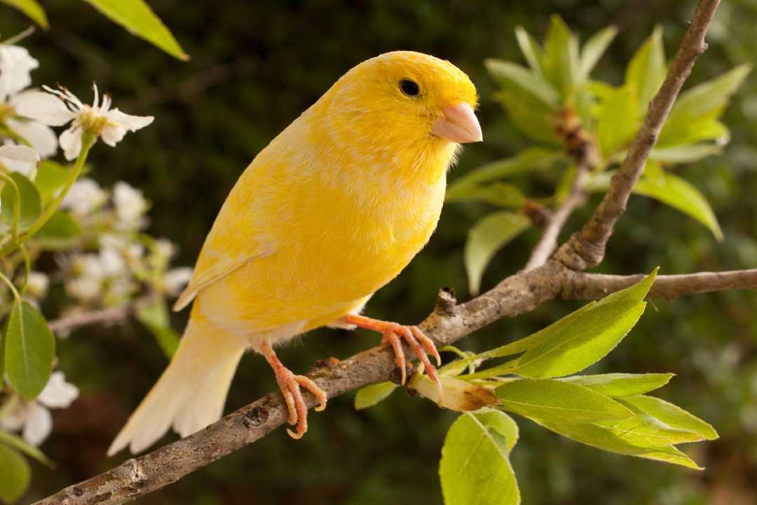 Melindungi Burung Kenari Spesies Langka yang Terancam Kepunahan