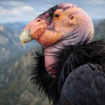 Mengenal California Condor, Burung Terbesar Amerika yang Pernah Nyaris Hilang