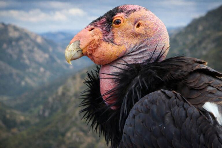 Mengenal California Condor, Burung Terbesar Amerika yang Pernah Nyaris Hilang