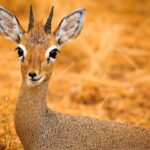 Mengenal Dik-dik, Hewan Kecil Paling Setia dan Menggemaskan