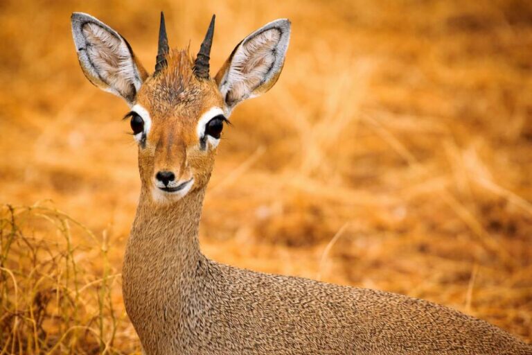 Mengenal Dik-dik, Hewan Kecil Paling Setia dan Menggemaskan
