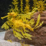 Mengenal Leafy Sea Dragon, Naga Laut Berdaun yang Jarang Diketahui