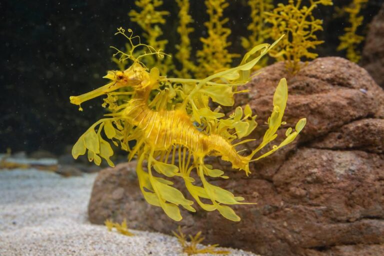 Mengenal Leafy Sea Dragon, Naga Laut Berdaun yang Jarang Diketahui
