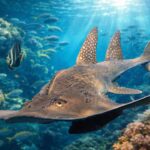 Mengenal Shark Ray Ikan Langka dengan Bentuk Gabungan Hiu dan Pari