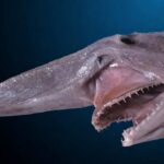 Misteri Hiu Goblin, Makhluk Laut Dalam dengan Wajah Paling Aneh di Bumi