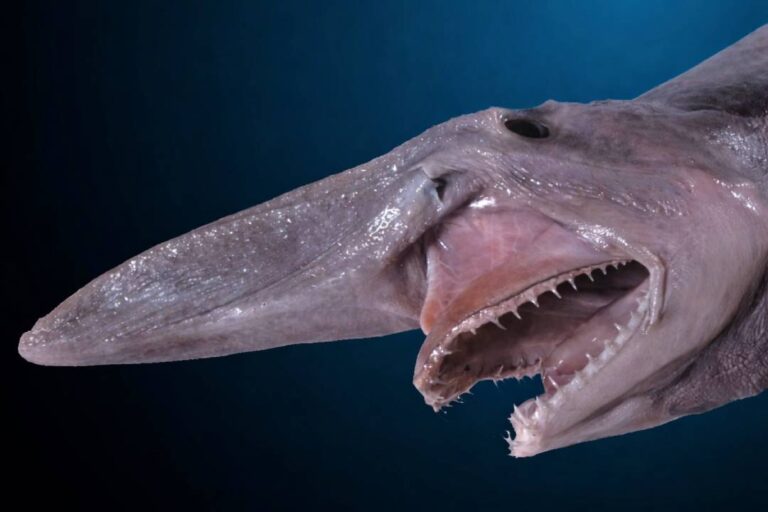 Misteri Hiu Goblin, Makhluk Laut Dalam dengan Wajah Paling Aneh di Bumi
