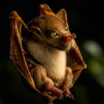 Misteri Kelelawar Hidung Tabung, Spesies Aneh yang Jarang Diketahui Banyak Orang