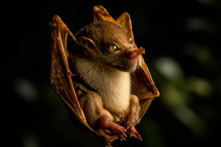 Misteri Kelelawar Hidung Tabung, Spesies Aneh yang Jarang Diketahui Banyak Orang