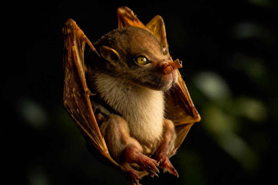 Misteri Kelelawar Hidung Tabung, Spesies Aneh yang Jarang Diketahui Banyak Orang