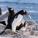Penguin Punya Cara Unik Melamar Pasangan, Bukan dengan Cincin Tapi Batu