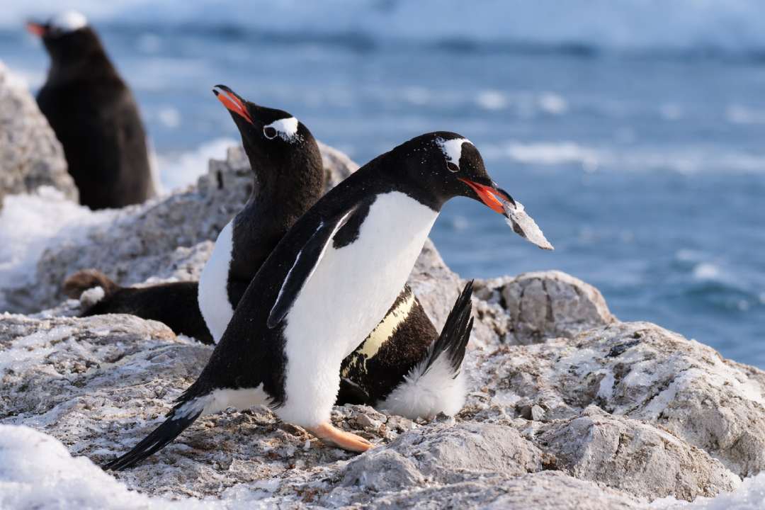 Penguin Punya Cara Unik Melamar Pasangan, Bukan dengan Cincin Tapi Batu