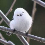 Pesona Shima Enaga, Burung Peri Salju yang Menggemaskan dari Hokkaido