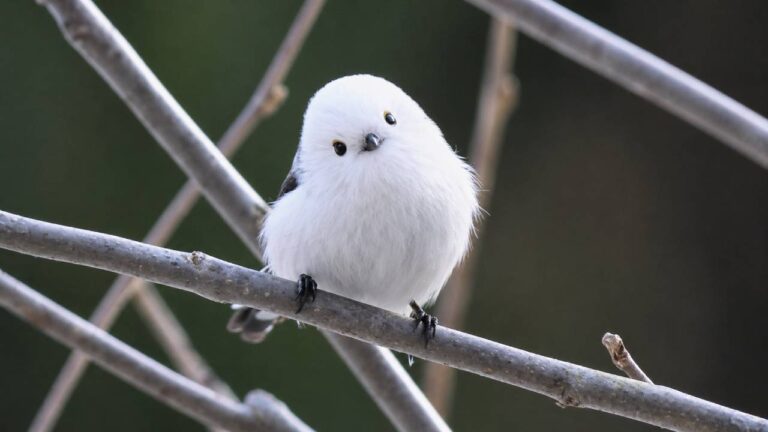 Pesona Shima Enaga, Burung Peri Salju yang Menggemaskan dari Hokkaido