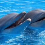 Rahasia Komunikasi Lumba-Lumba: Hewan Laut yang Bisa Saling Memanggil dengan “Nama” Sendiri