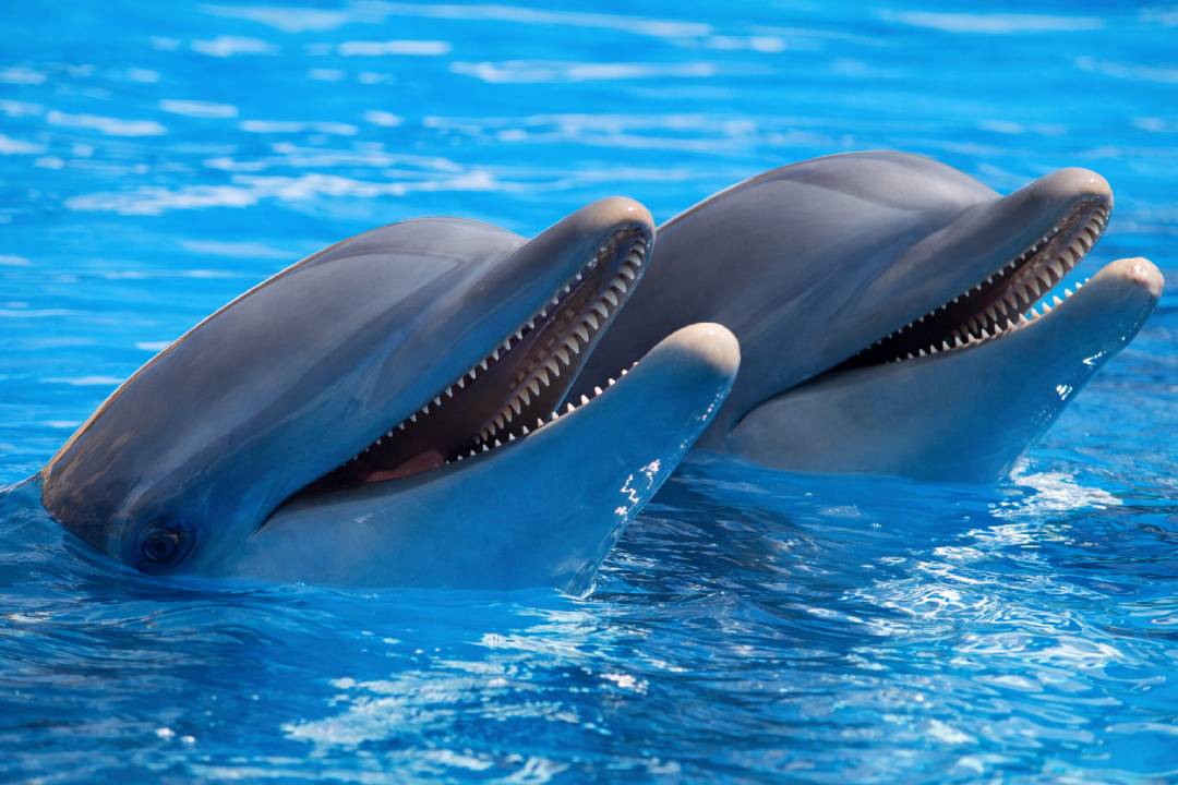 Rahasia Komunikasi Lumba-Lumba: Hewan Laut yang Bisa Saling Memanggil dengan “Nama” Sendiri