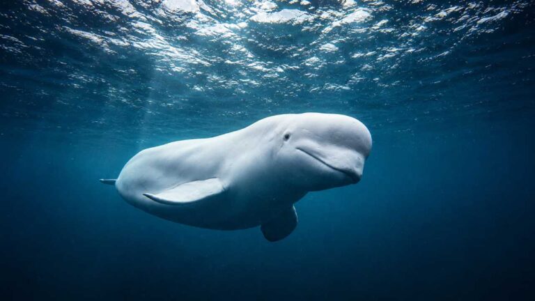 Beluga Whale, Paus Putih Imut yang Dijuluki “Canary of the Sea”