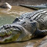 Buaya Muara Raja Sungai dan Laut yang Ditakuti di Asia Tenggara
