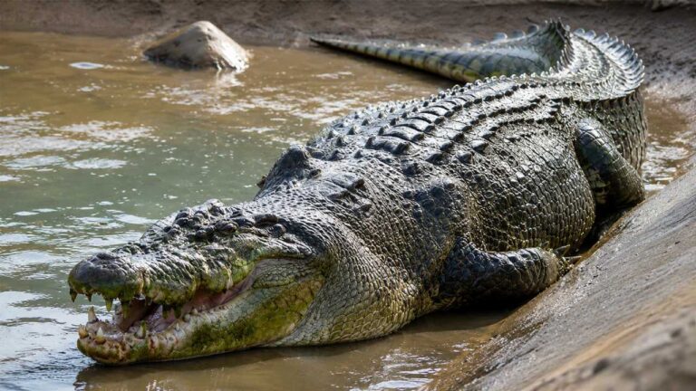 Buaya Muara Raja Sungai dan Laut yang Ditakuti di Asia Tenggara