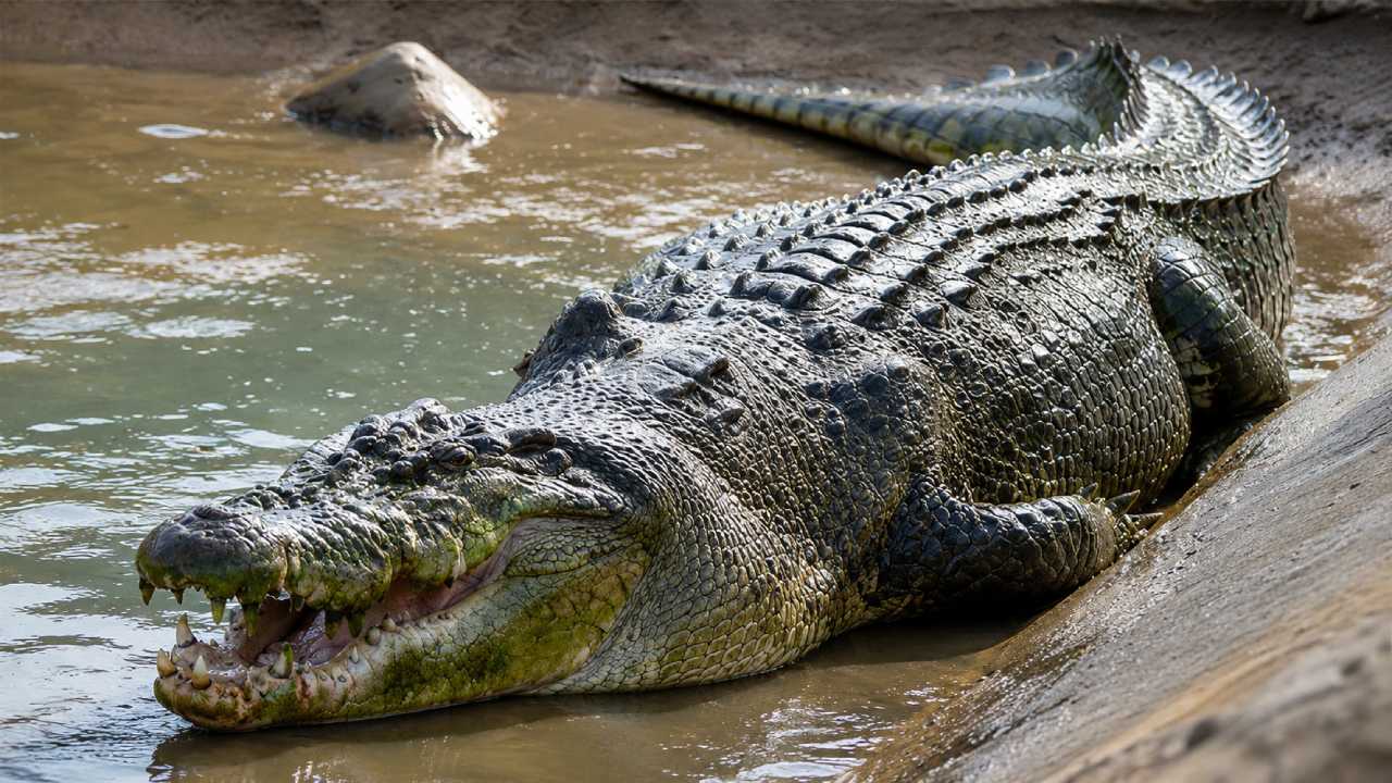 Buaya Muara Raja Sungai dan Laut yang Ditakuti di Asia Tenggara
