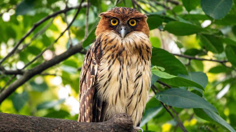 Burung Hantu Imut Ini Terlihat Seperti Boneka, Ternyata Sangat Langka