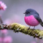 Di Balik Hutan Sunyi, Pink Robin Hadir dengan Keindahan yang Menenangkan
