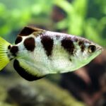 Fakta Unik Ikan Archer yang Berburu dengan Menembakkan Air