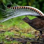 Hewan Edukasi Langka Lyrebird, Si Peniru Suara Paling Hebat di Dunia