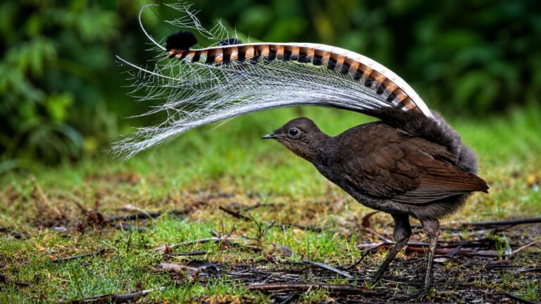 Hewan Edukasi Langka Lyrebird, Si Peniru Suara Paling Hebat di Dunia