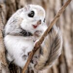 Japanese Dwarf Flying Squirrel, Si Mochi Berbulu yang Bisa Melayang di Udara