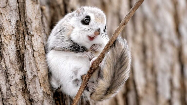 Japanese Dwarf Flying Squirrel, Si Mochi Berbulu yang Bisa Melayang di Udara