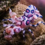 Jarang Diketahui, Harlequin Shrimp Punya Warna Tubuh Paling Cantik di Laut