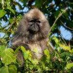 Kipunji Primata Langka yang Baru Ditemukan dan Terancam Punah di Tanzania