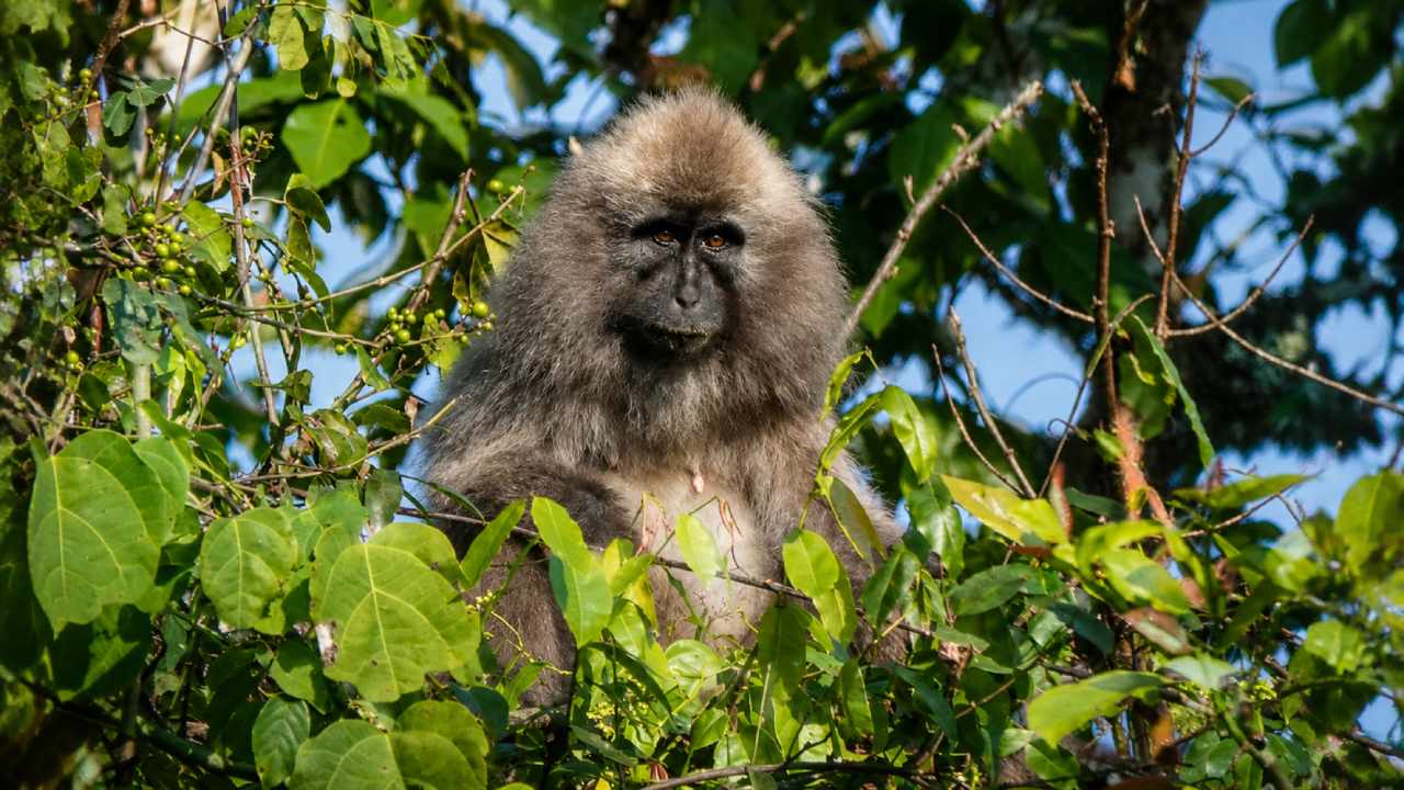 Kipunji Primata Langka yang Baru Ditemukan dan Terancam Punah di Tanzania
