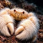 Makhluk Laut Berbulu Ini Bikin Heboh Ilmuwan, Yeti Crab Ternyata Hidup di Dasar Laut Vulkanik